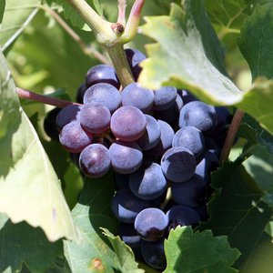 Тонкости виноградной стройности